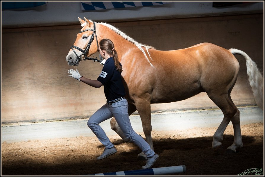 Pferd International 005